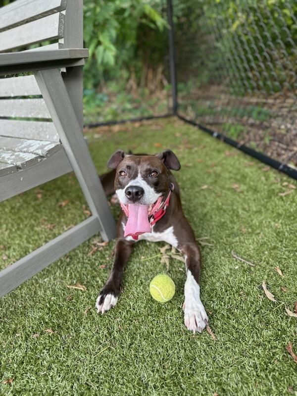Stella FKA Apple --COME MEET ME!, an adoptable Boxer, Terrier in Medfield, MA, 02052 | Photo Image 3