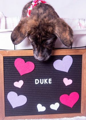 Duke C