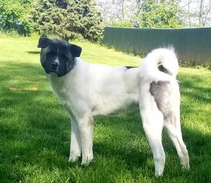 Oreo - now in Akita Rescue!