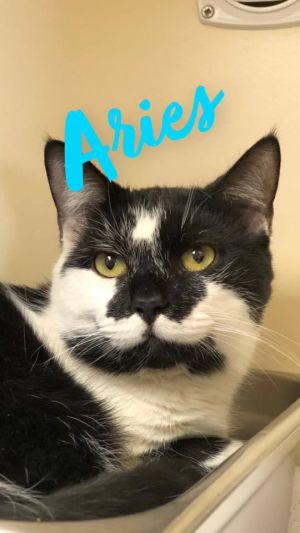 Aries - update! adopted!