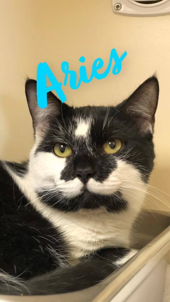 Aries - update! adopted! 1