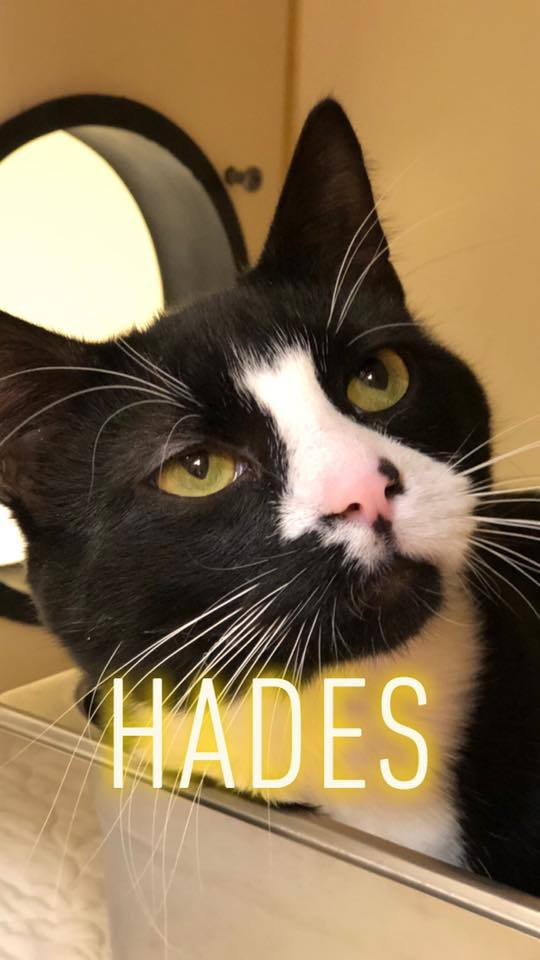 Hades - update! adopted!
