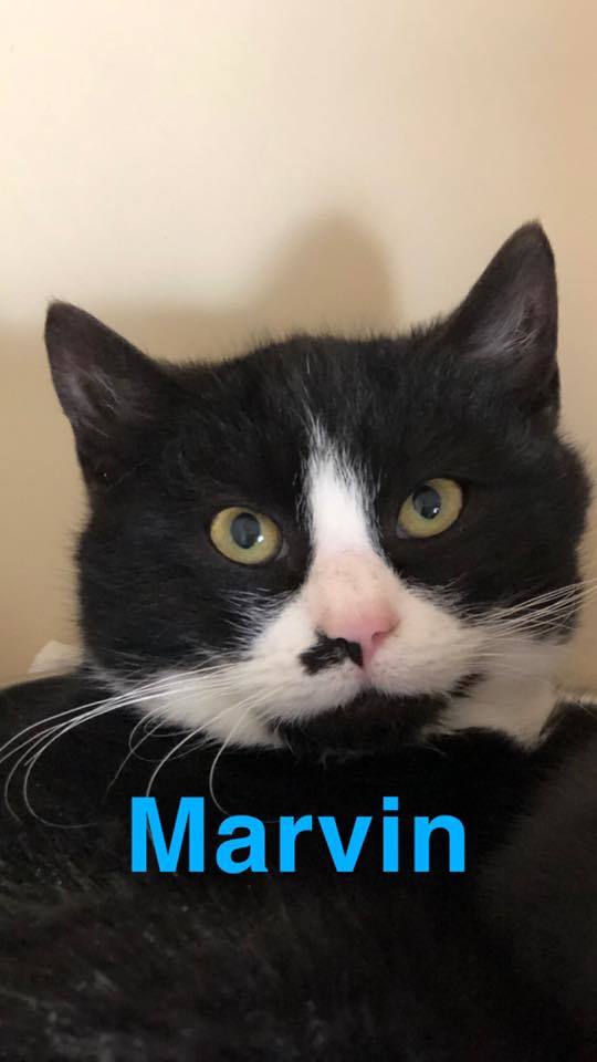 Marvin - update! Adopted! 2