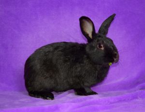 Rabbit For Adoption Teddy Francisco A Satin In Chicago Il
