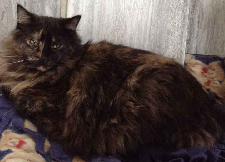 Cat For Adoption Arielle And Rusty A Domestic Long Hair
