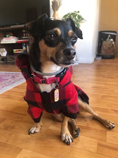 Nico (aka Cooper), an adoptable Terrier, Chihuahua in Los Angeles, CA, 90048 | Photo Image 1