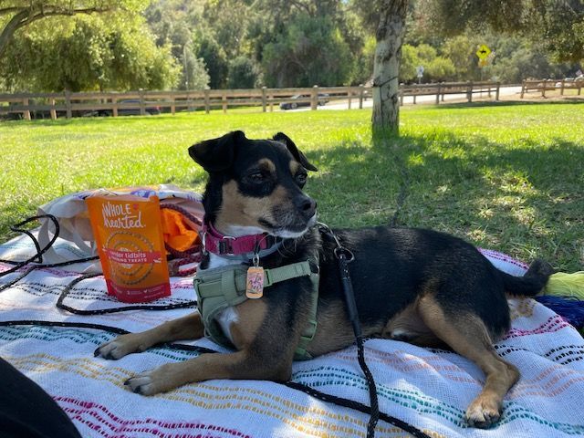 Nico (aka Cooper), an adoptable Terrier, Chihuahua in Los Angeles, CA, 90048 | Photo Image 2