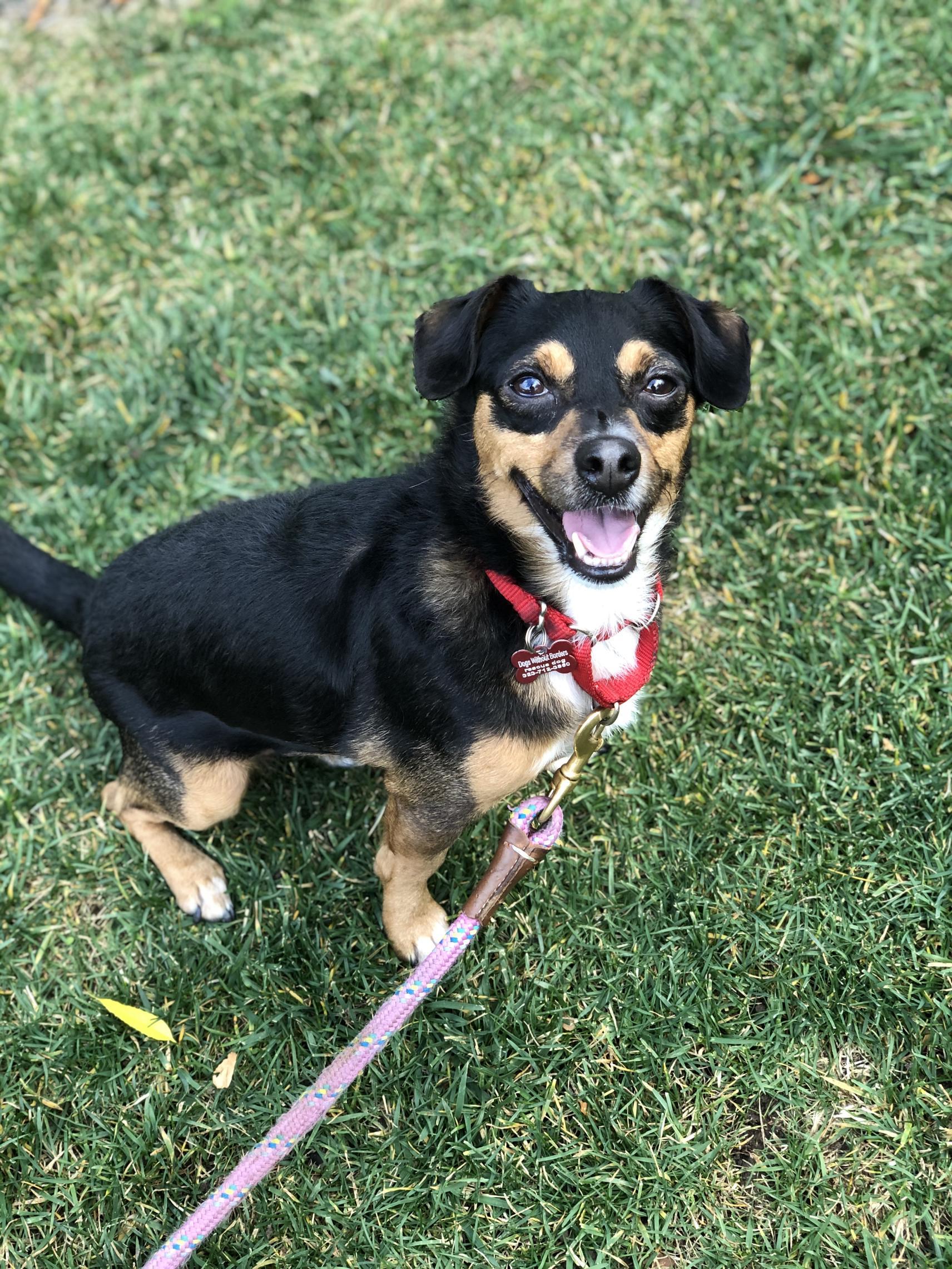 Nico (aka Cooper), an adoptable Terrier, Chihuahua in Los Angeles, CA, 90048 | Photo Image 3