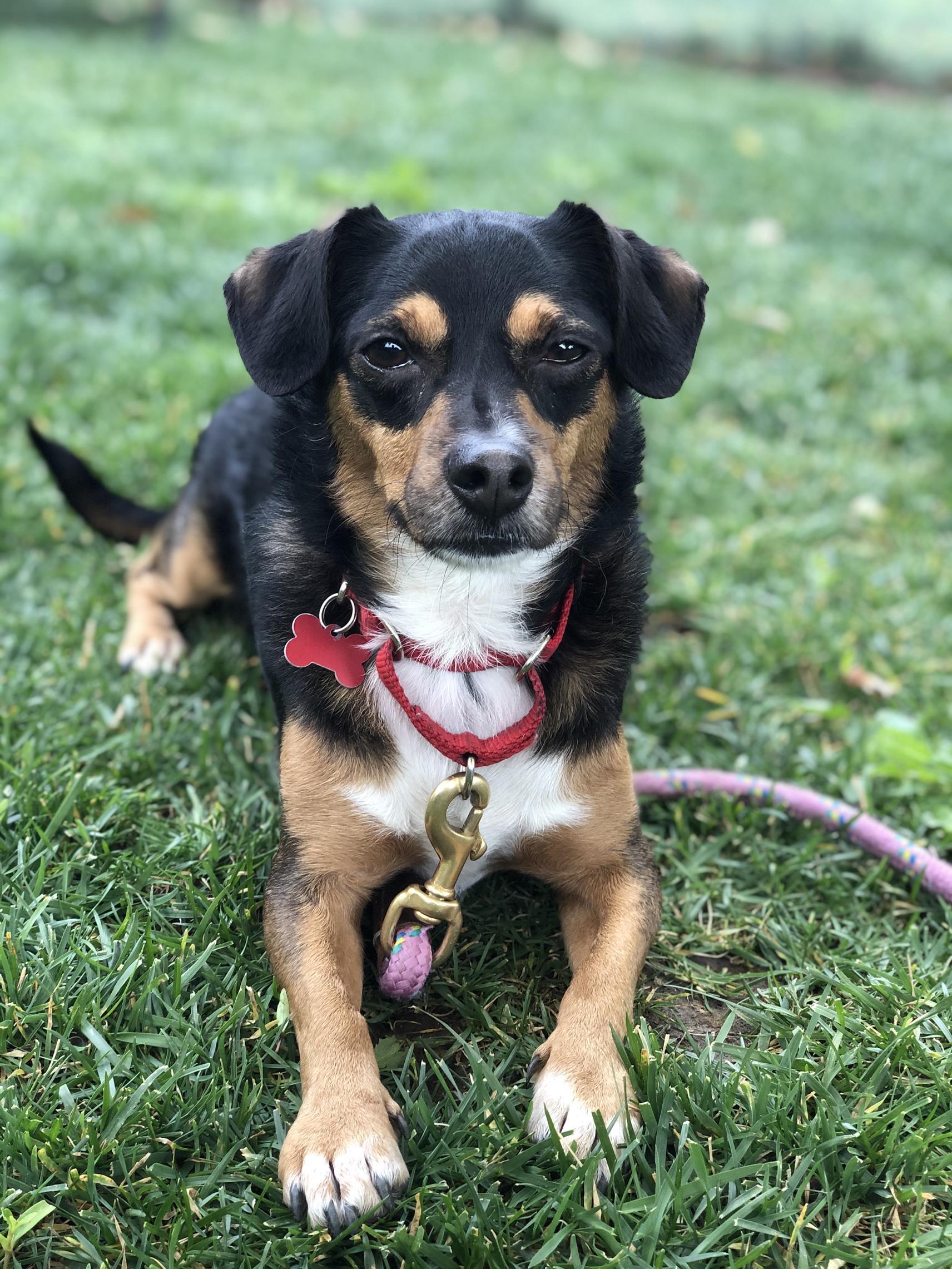 Nico (aka Cooper), an adoptable Terrier, Chihuahua in Los Angeles, CA, 90048 | Photo Image 8