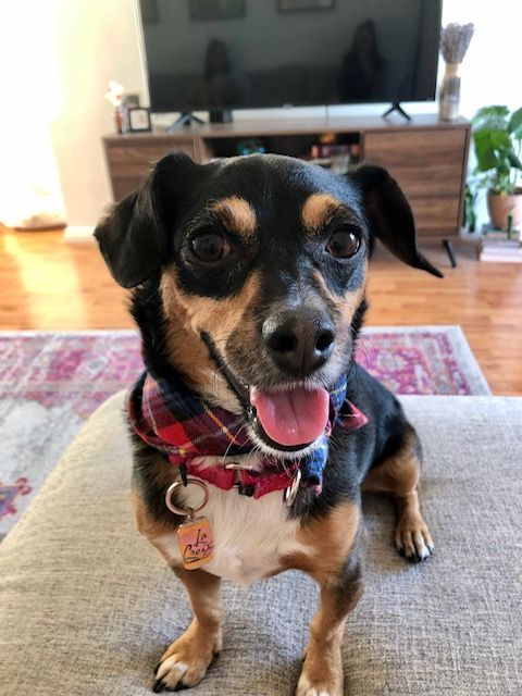 Nico (aka Cooper), an adoptable Terrier, Chihuahua in Los Angeles, CA, 90048 | Photo Image 5