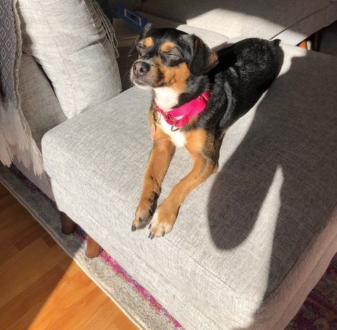 Niko (aka Cooper) 12