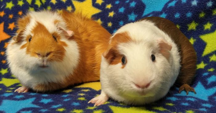 Guinea Pig For Adoption Cookie A Short Haired In Downers Grove