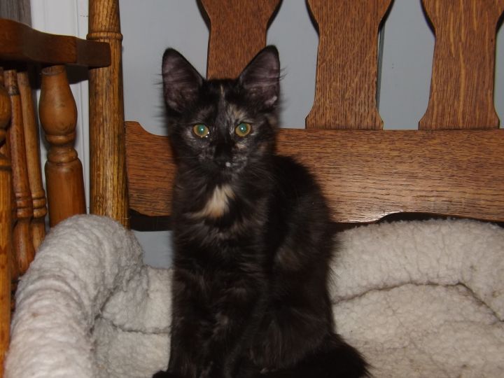 Scamper, an adoptable Turkish Angora & Maine Coon Mix in Simms, TX_image-2
