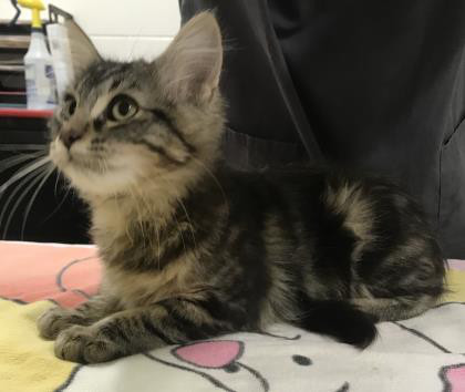 Gizmo, an adoptable Domestic Long Hair in Sacramento, CA, 95828 | Photo Image 2