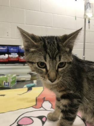 Guinevere, an adoptable Domestic Short Hair in Sacramento, CA, 95828 | Photo Image 4