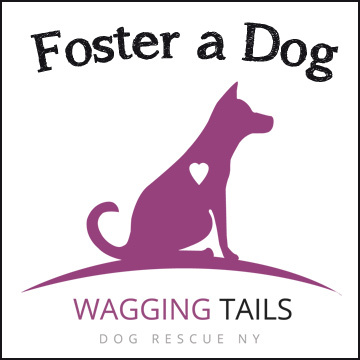 Foster a Dog 1