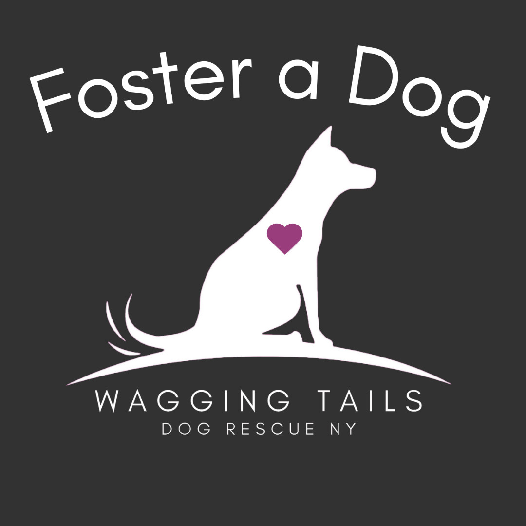 Foster a Dog, an adoptable Mixed Breed in Thornwood, NY, 10594 | Photo Image 1