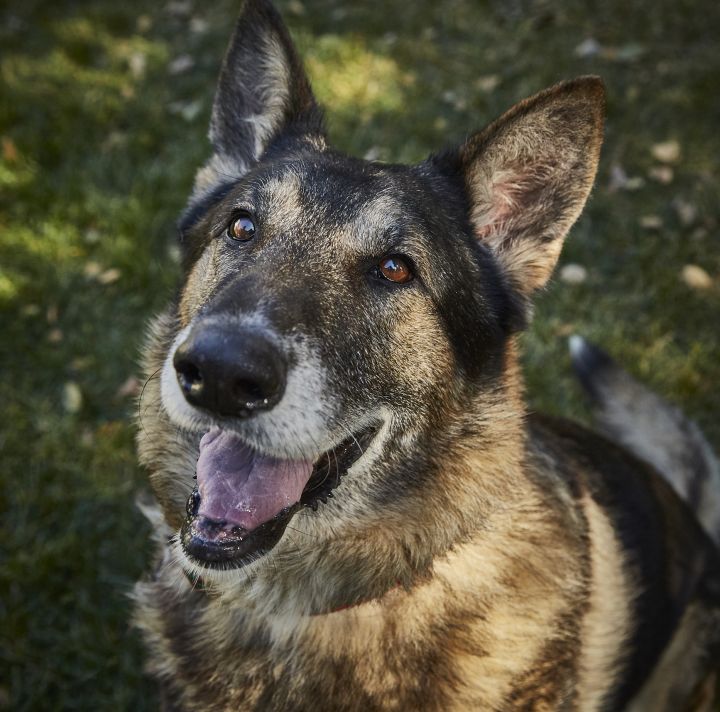 Will, an adopted German Shepherd Dog in Petaluma, CA_image-1