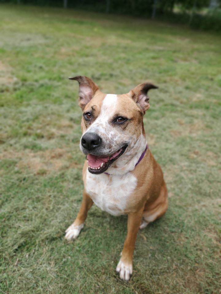 Kara, an adoptable Australian Cattle Dog / Blue Heeler & Pit Bull Terrier Mix in Denison, TX_image-5