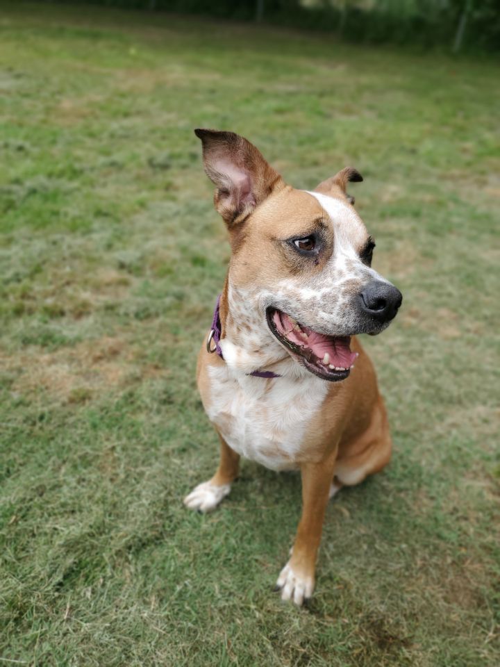 Kara, an adoptable Australian Cattle Dog / Blue Heeler & Pit Bull Terrier Mix in Denison, TX_image-6