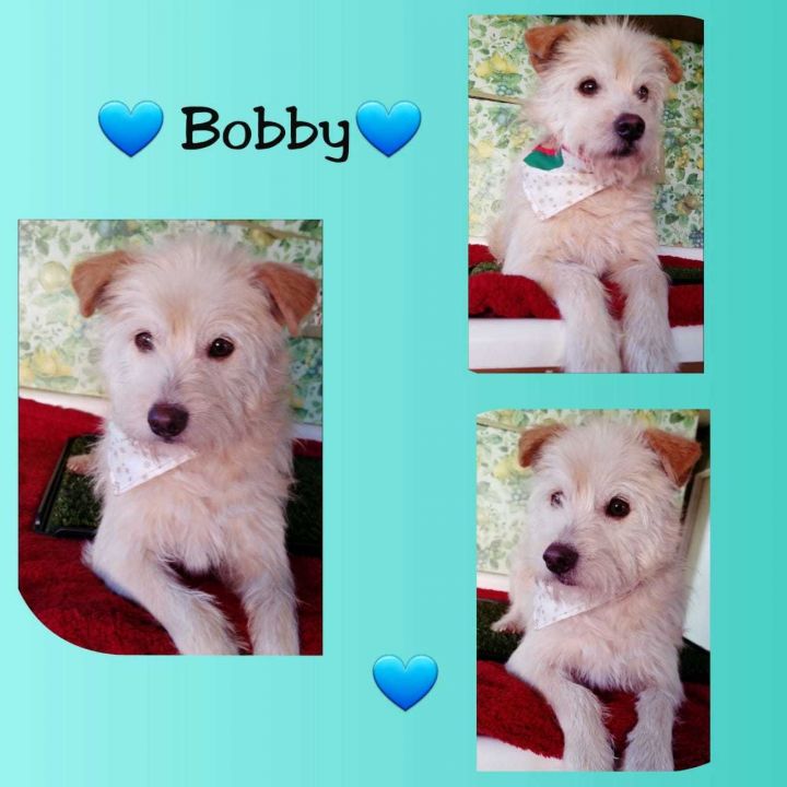 Bobby 2