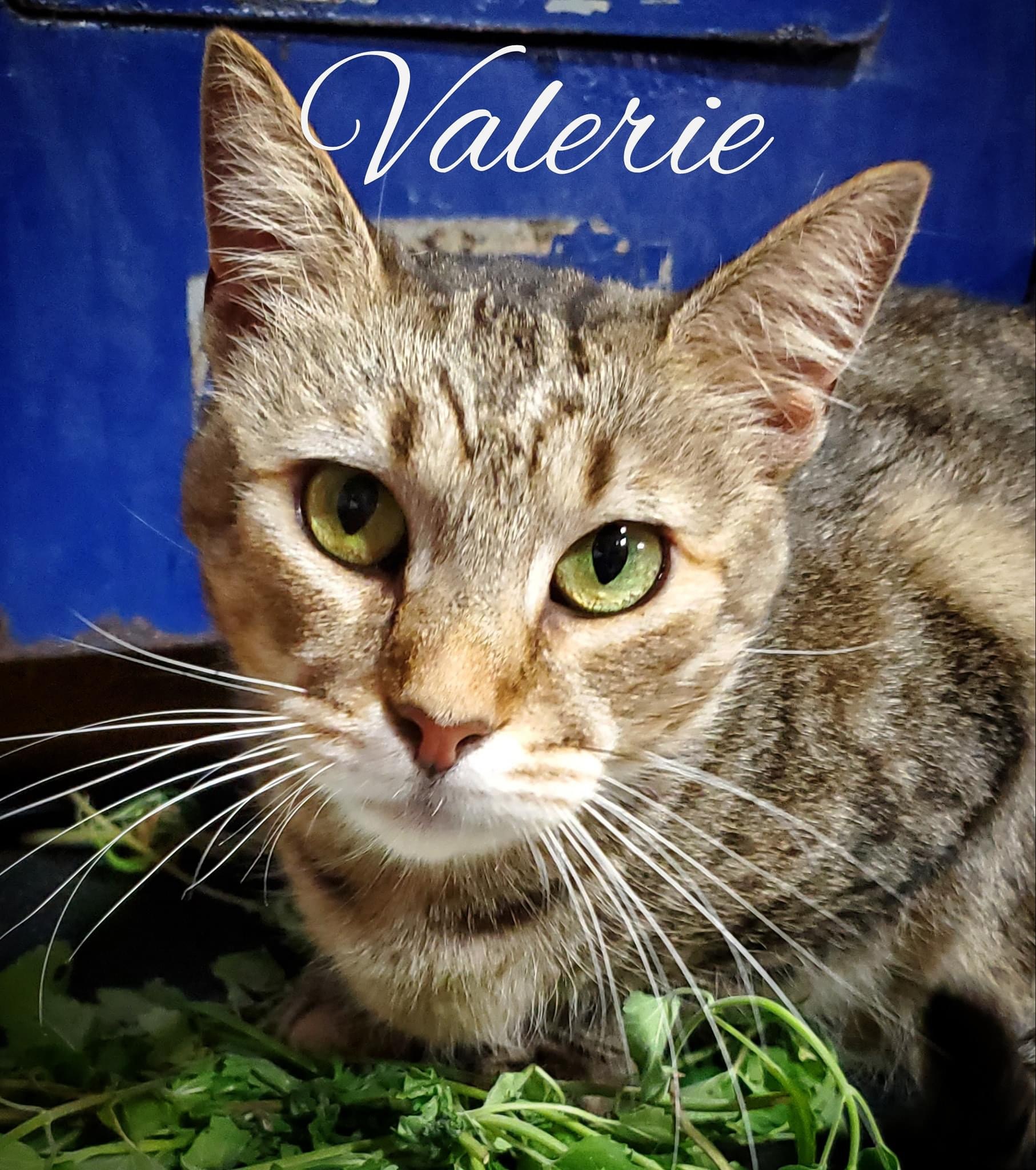 Valerie, an adoptable Domestic Short Hair, Tabby in Jeffersonville, IN, 47130 | Photo Image 1
