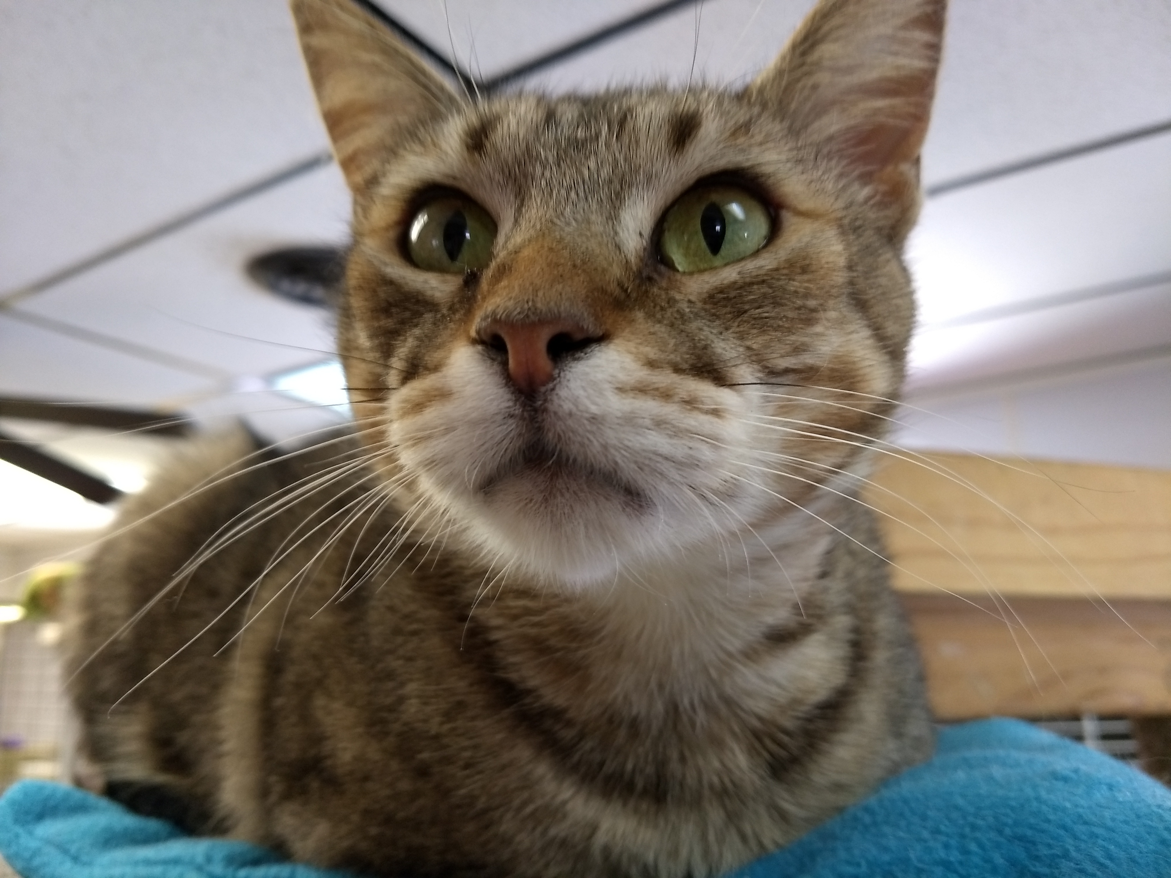 Valerie, an adoptable Domestic Short Hair, Tabby in Jeffersonville, IN, 47130 | Photo Image 3
