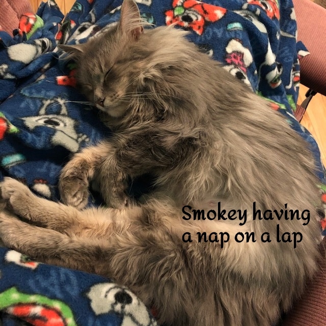 Smokey - cuddly and sweet! 3