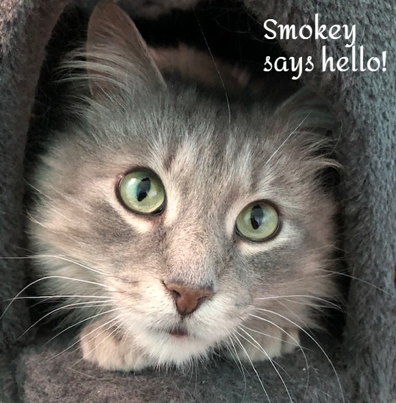 Smokey - cuddly and sweet! 5