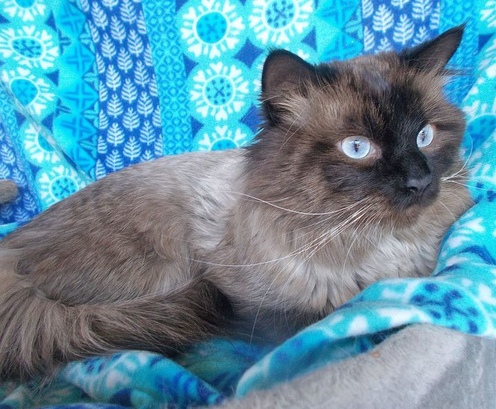 Cat For Adoption Sinclair A Siamese Himalayan Mix In Glendale