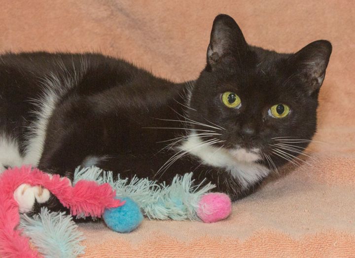 Cat For Adoption Zoey A Domestic Short Hair In Elmwood Park Nj