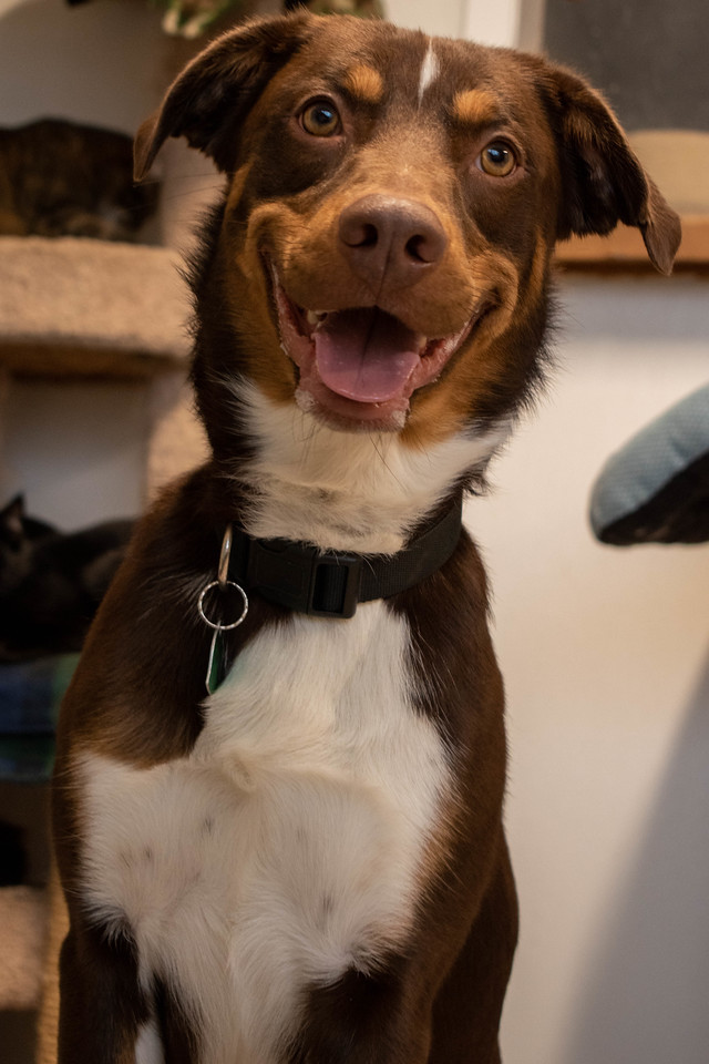 Dog For Adoption Coco An Australian Shepherd German