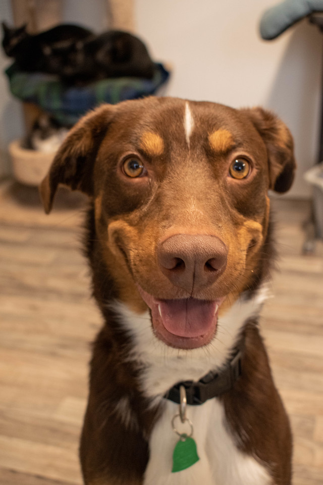 Dog For Adoption Coco An Australian Shepherd German