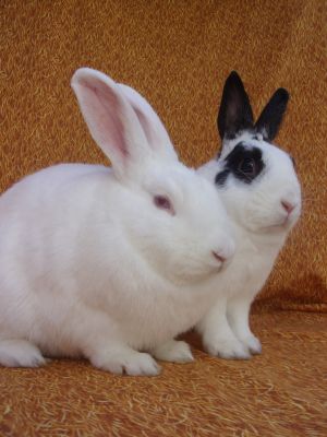 A sweet bonded pair - Ilsa is a shy Florida White and Thor is her outgoing Rhinelander boyfriend E