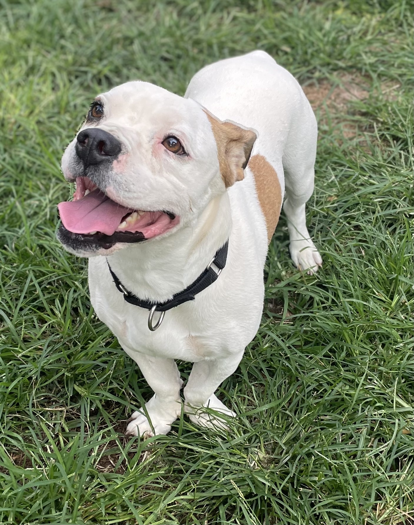 Milo, an adoptable Basset Hound, American Staffordshire Terrier in High View, WV, 26808 | Photo Image 2