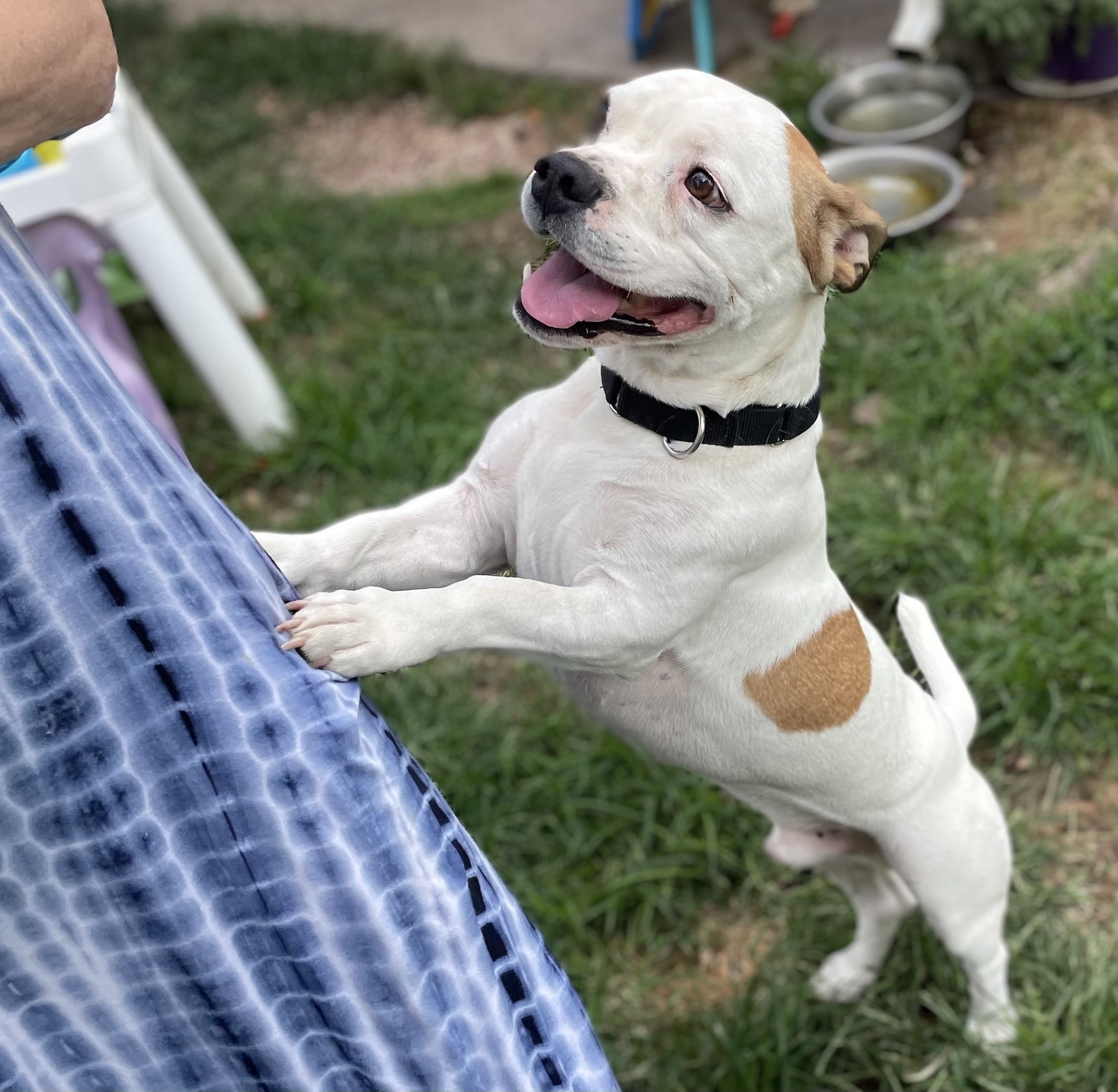 Milo, an adoptable Basset Hound, American Staffordshire Terrier in High View, WV, 26808 | Photo Image 1