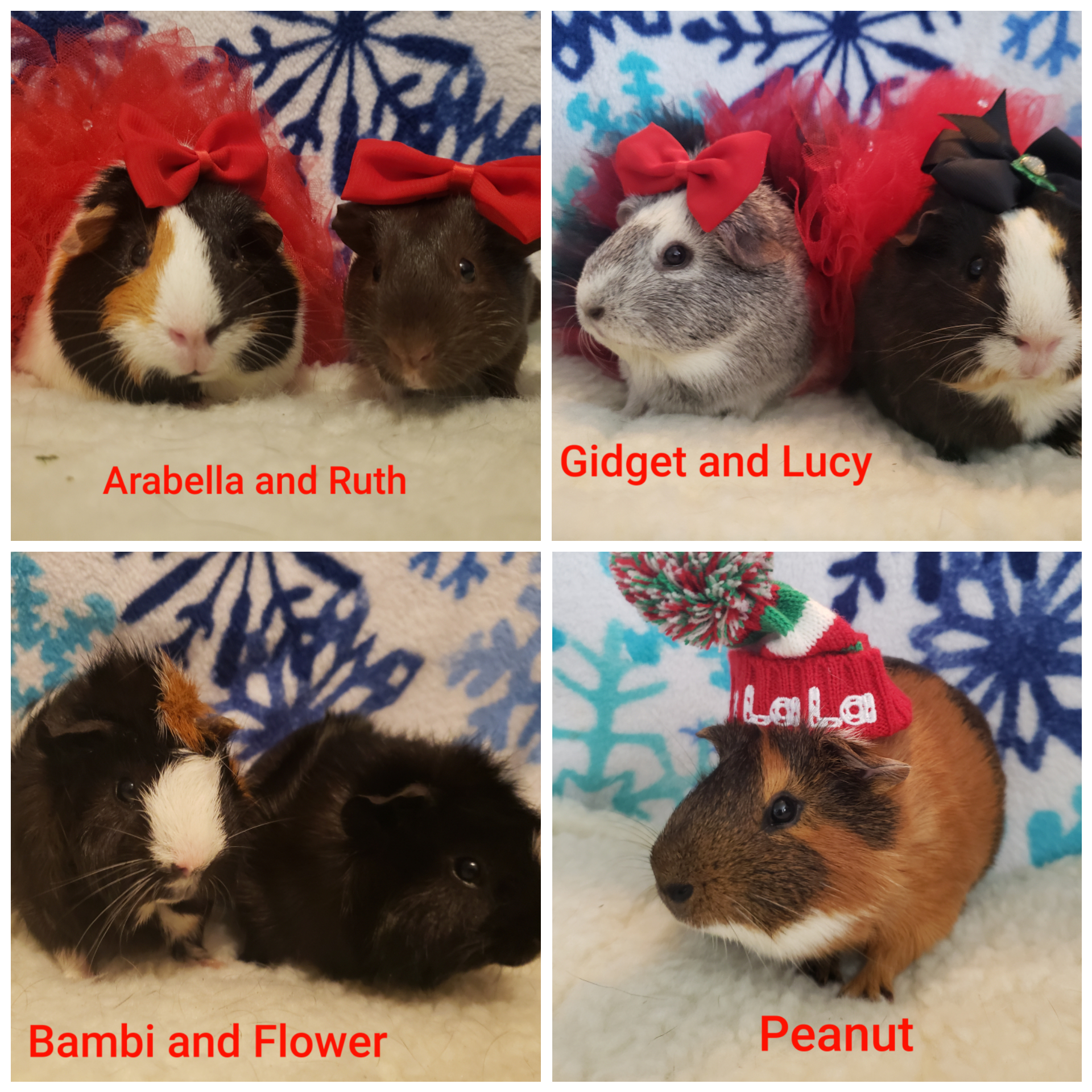 Guinea Pigs detail page