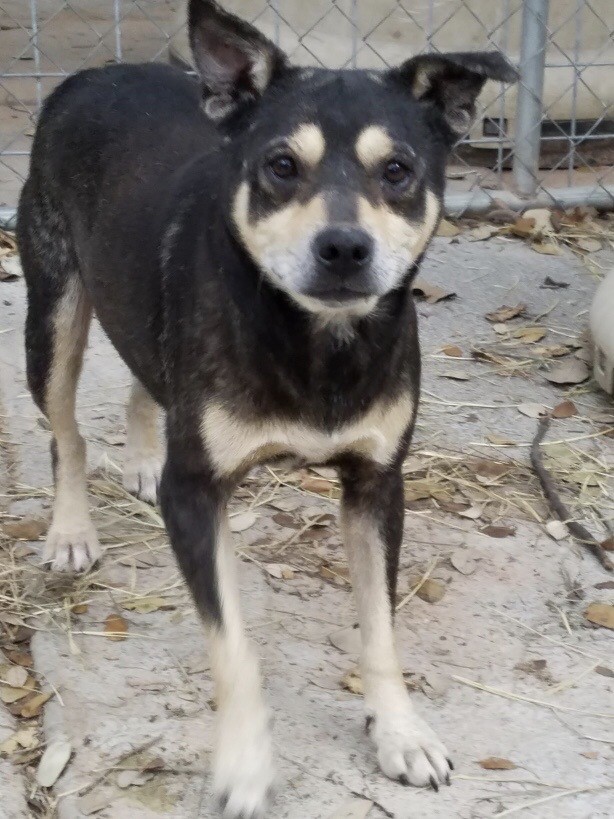 Simon, an adoptable Australian Kelpie in Sheridan, TX, 77475 | Photo Image 1