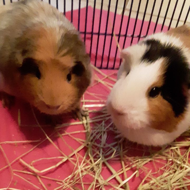 Guinea Pig For Adoption Patch A Short Haired In Berlin Ct