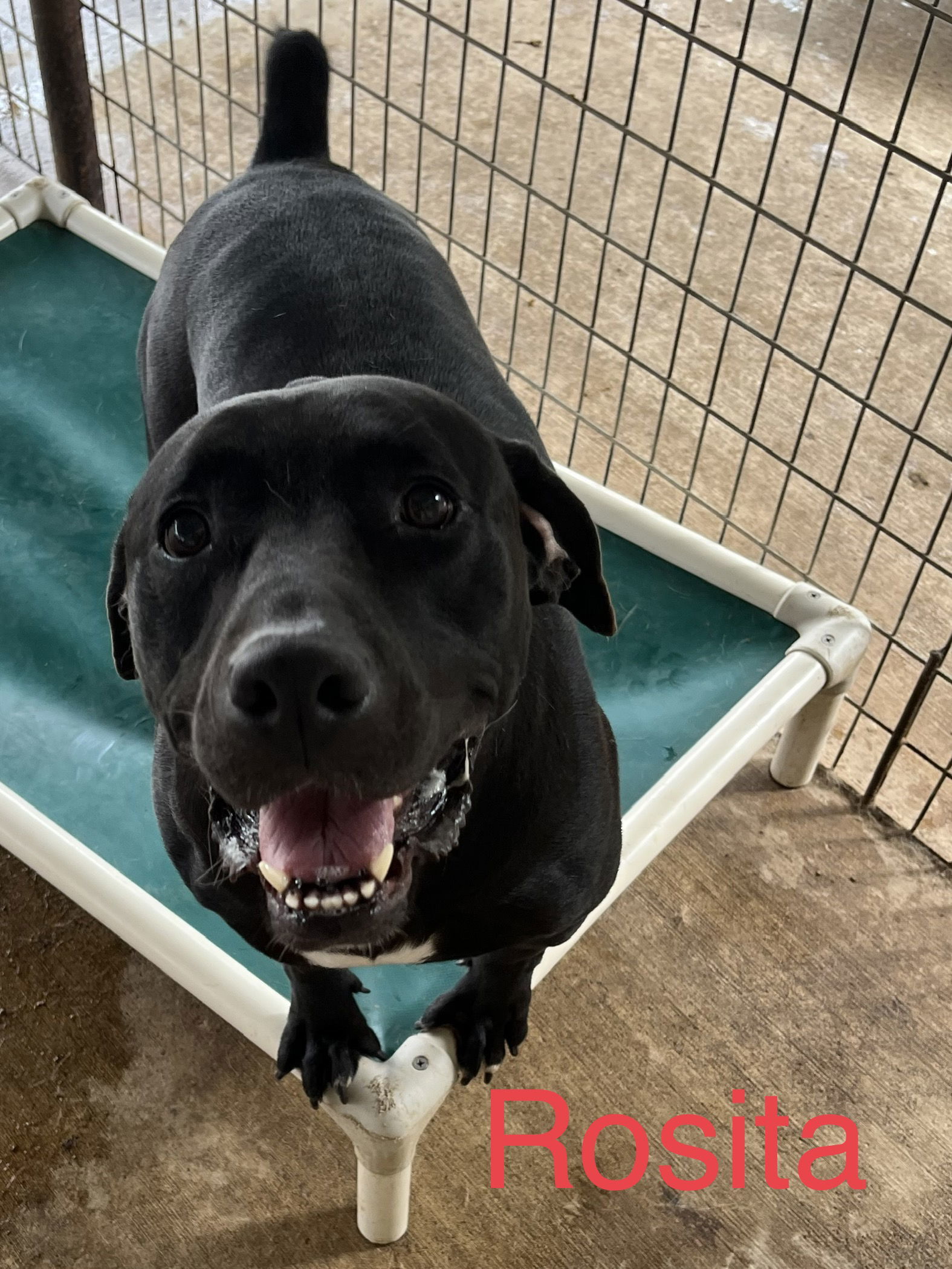 Rosita, an adoptable Labrador Retriever in Pipe Creek, TX, 78063 | Photo Image 1