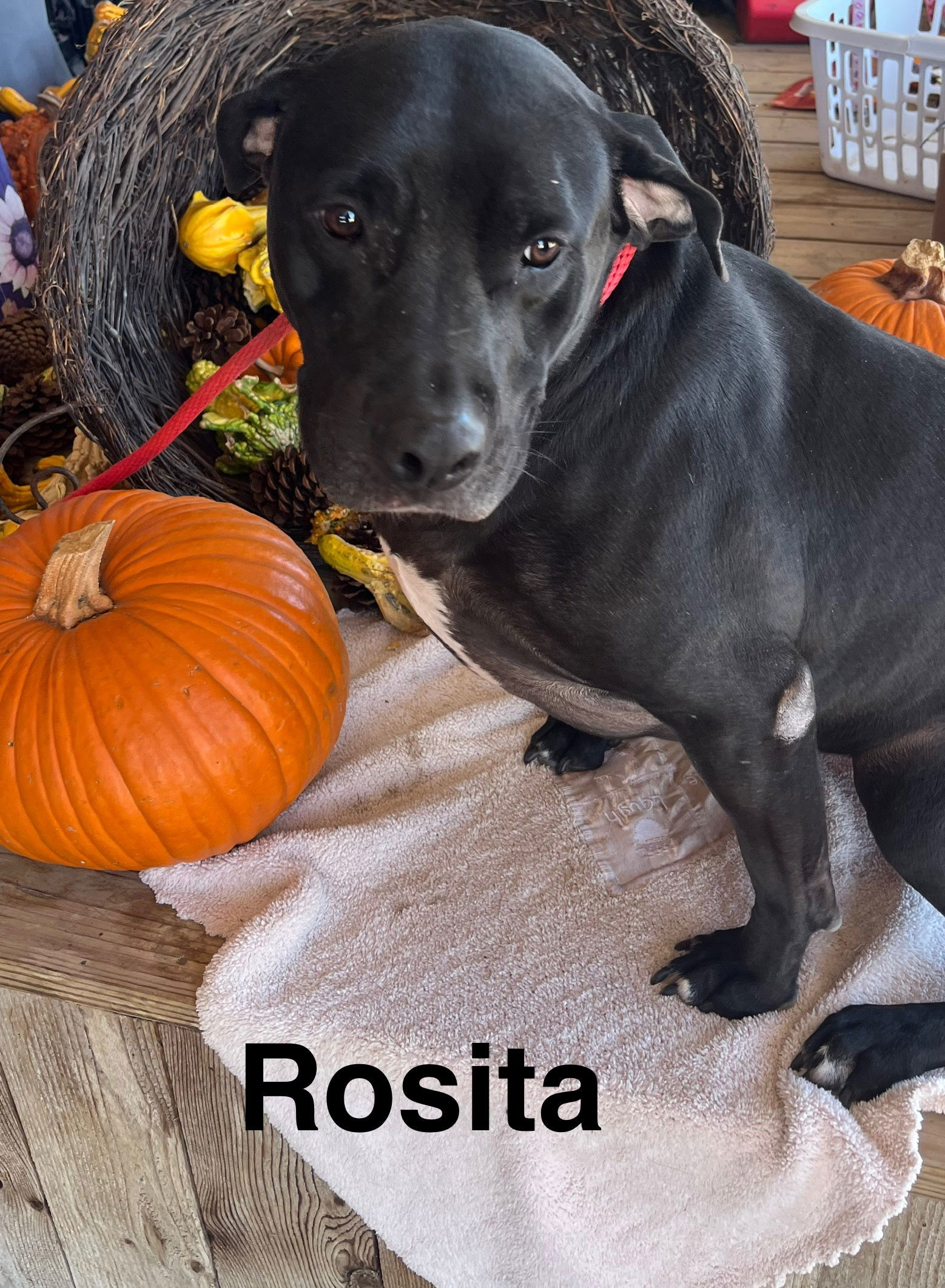 Rosita, an adoptable Labrador Retriever in Pipe Creek, TX, 78063 | Photo Image 1