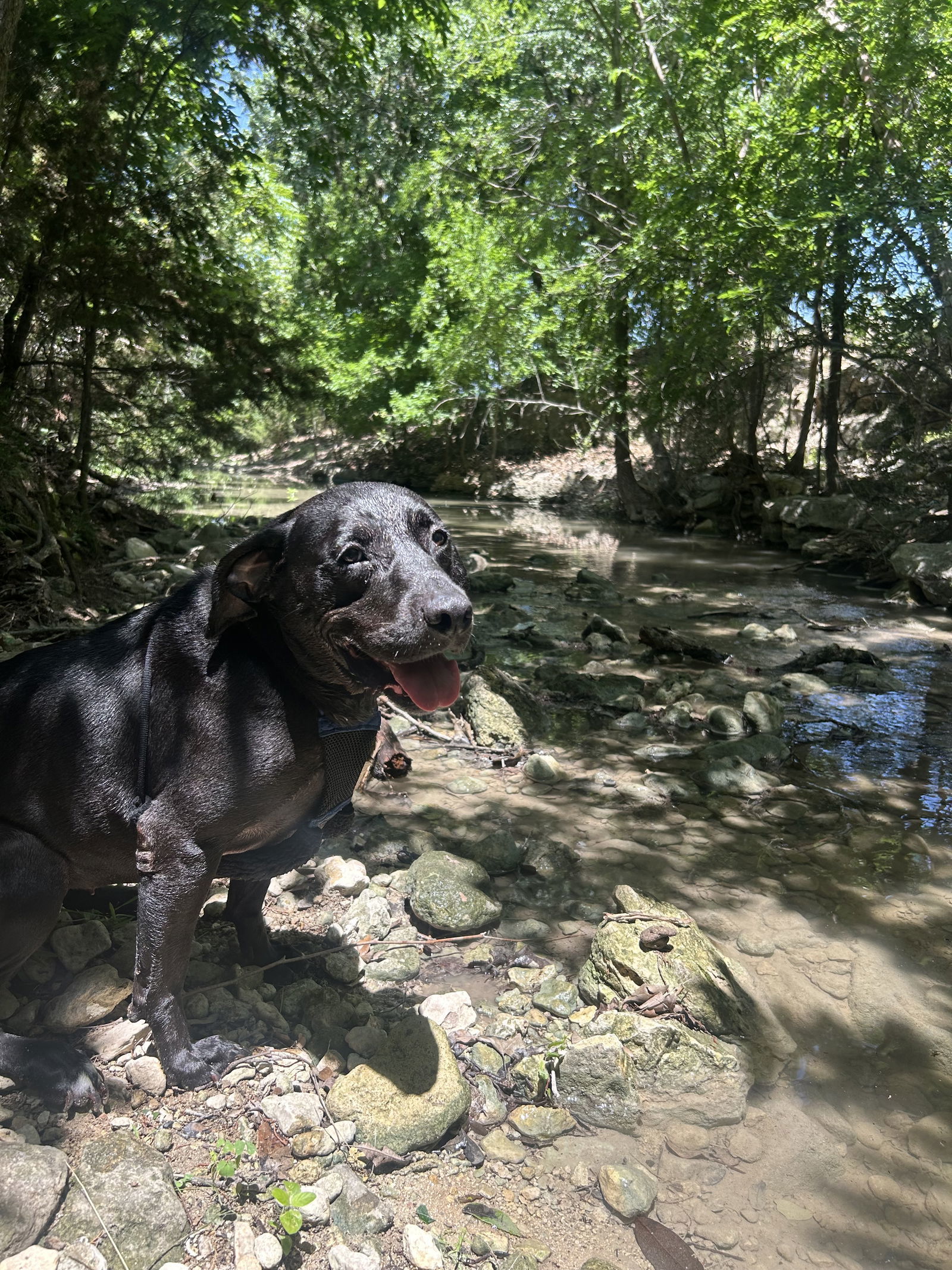 Rosita, an adoptable Labrador Retriever in Pipe Creek, TX, 78063 | Photo Image 1
