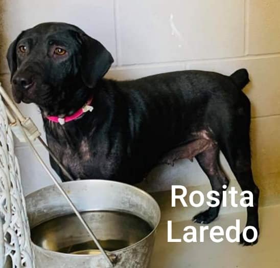 Rosita, an adoptable Labrador Retriever in Pipe Creek, TX, 78063 | Photo Image 2