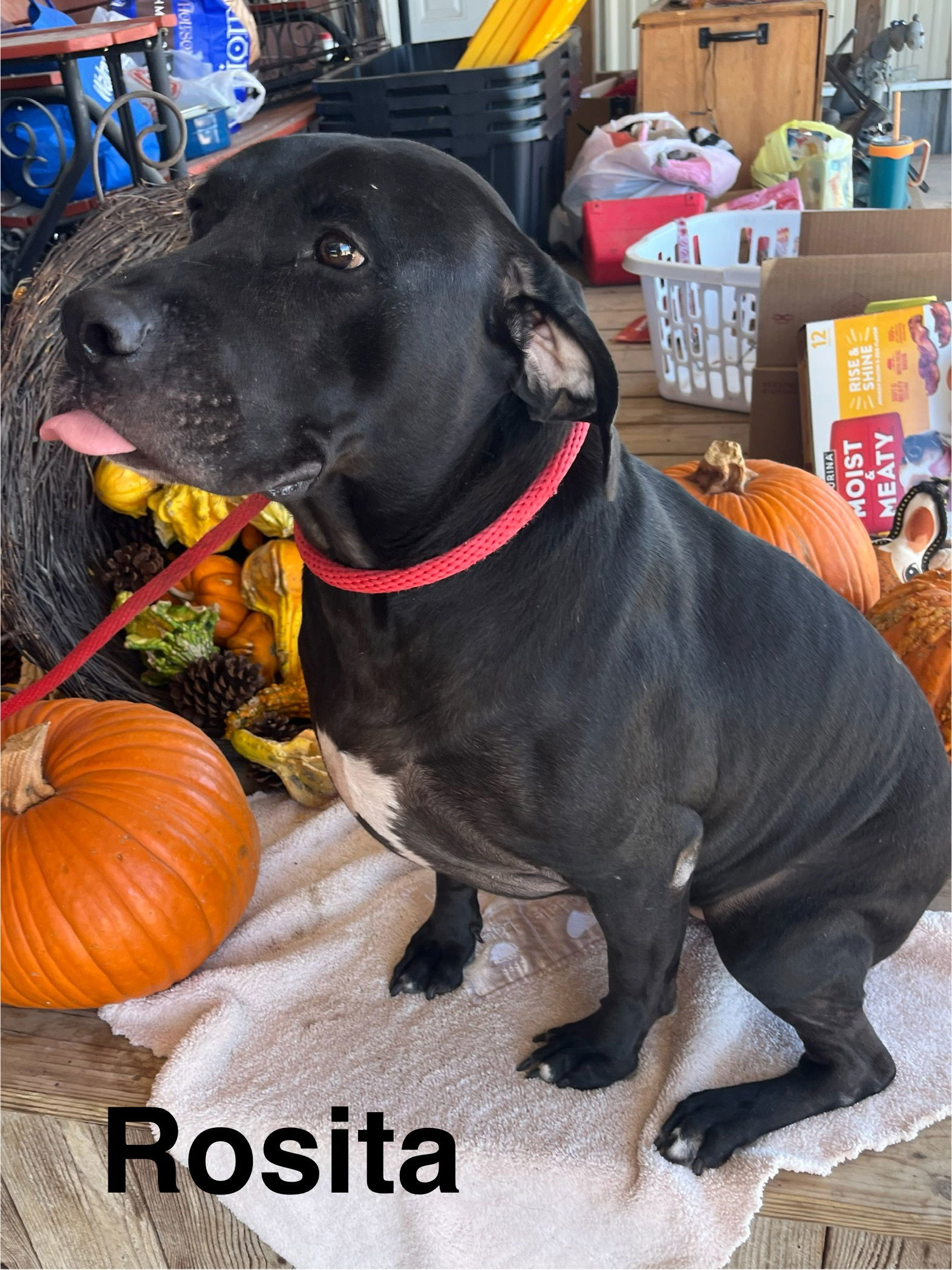 Rosita, an adoptable Labrador Retriever in Pipe Creek, TX, 78063 | Photo Image 2