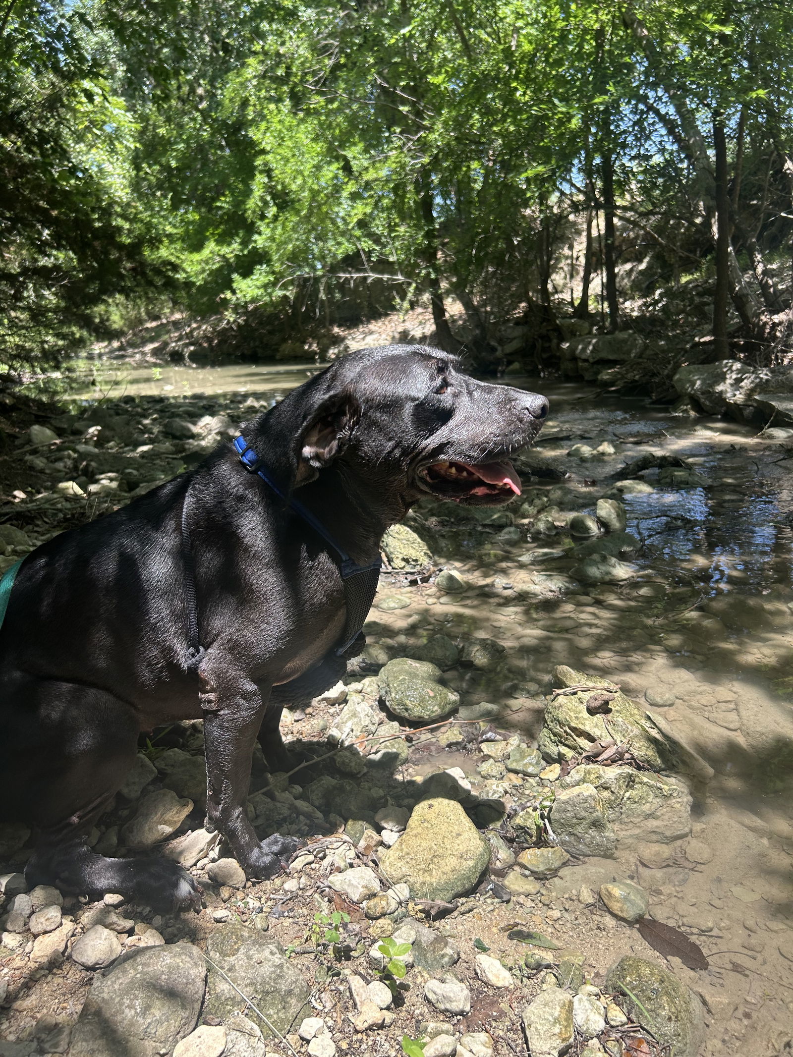 Rosita, an adoptable Labrador Retriever in Pipe Creek, TX, 78063 | Photo Image 2