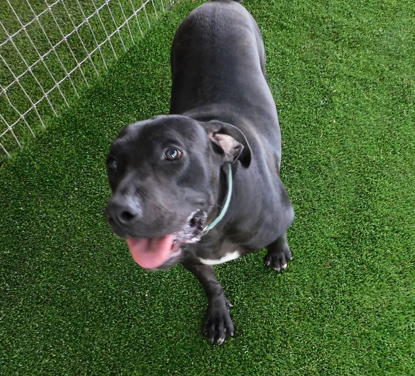 Rosita, an adoptable Labrador Retriever in Pipe Creek, TX, 78063 | Photo Image 3