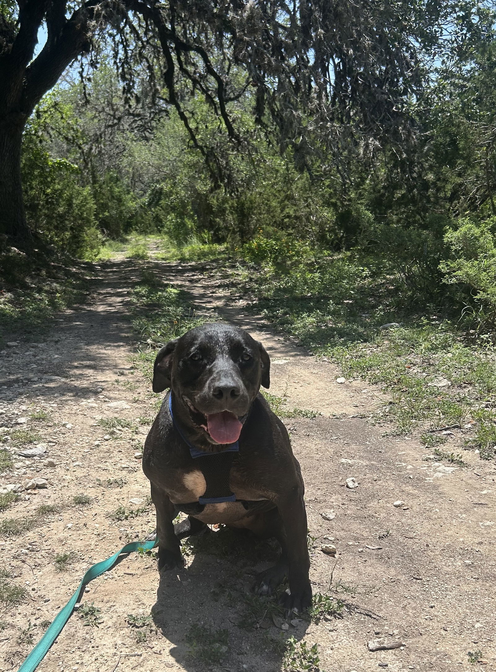 Rosita, an adoptable Labrador Retriever in Pipe Creek, TX, 78063 | Photo Image 3