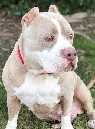Reeses *Senior Star*