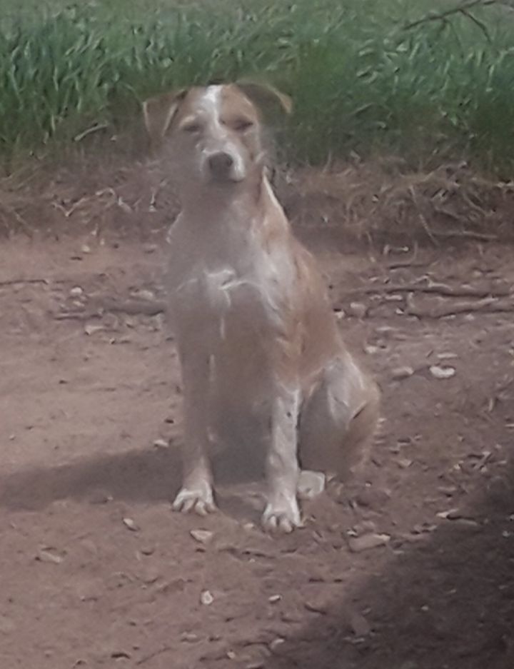Neelix, an adoptable Terrier & Beagle Mix in Crescent, OK_image-1