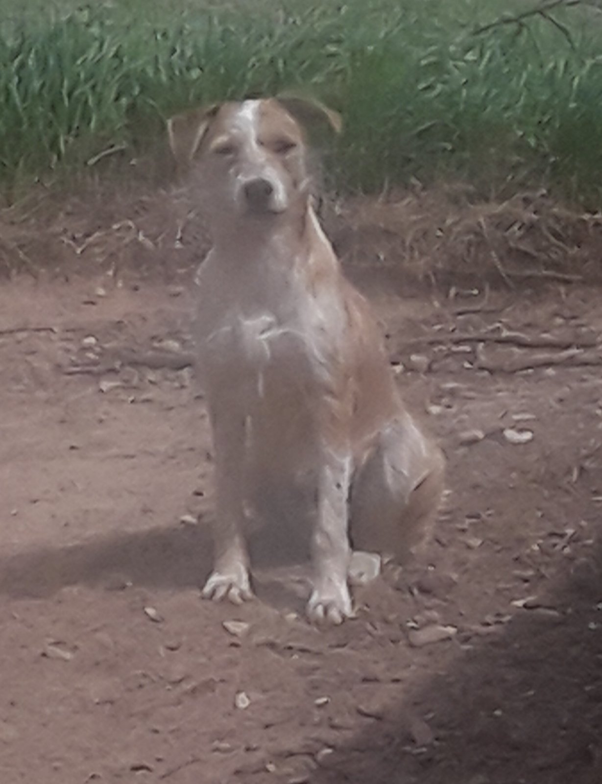 Neelix, an adoptable Terrier, Beagle in Crescent, OK, 73028 | Photo Image 1